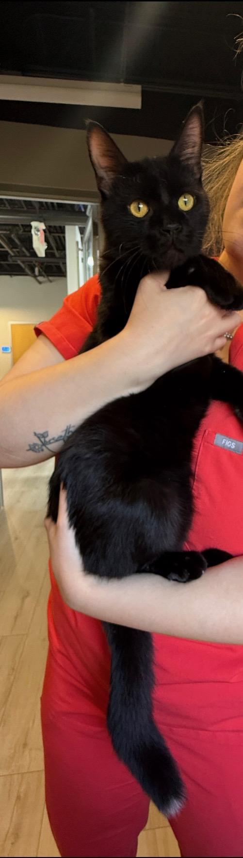 Q-Tip, a Adoptable Domestic Short Hair in Chicago, IL image 1/4