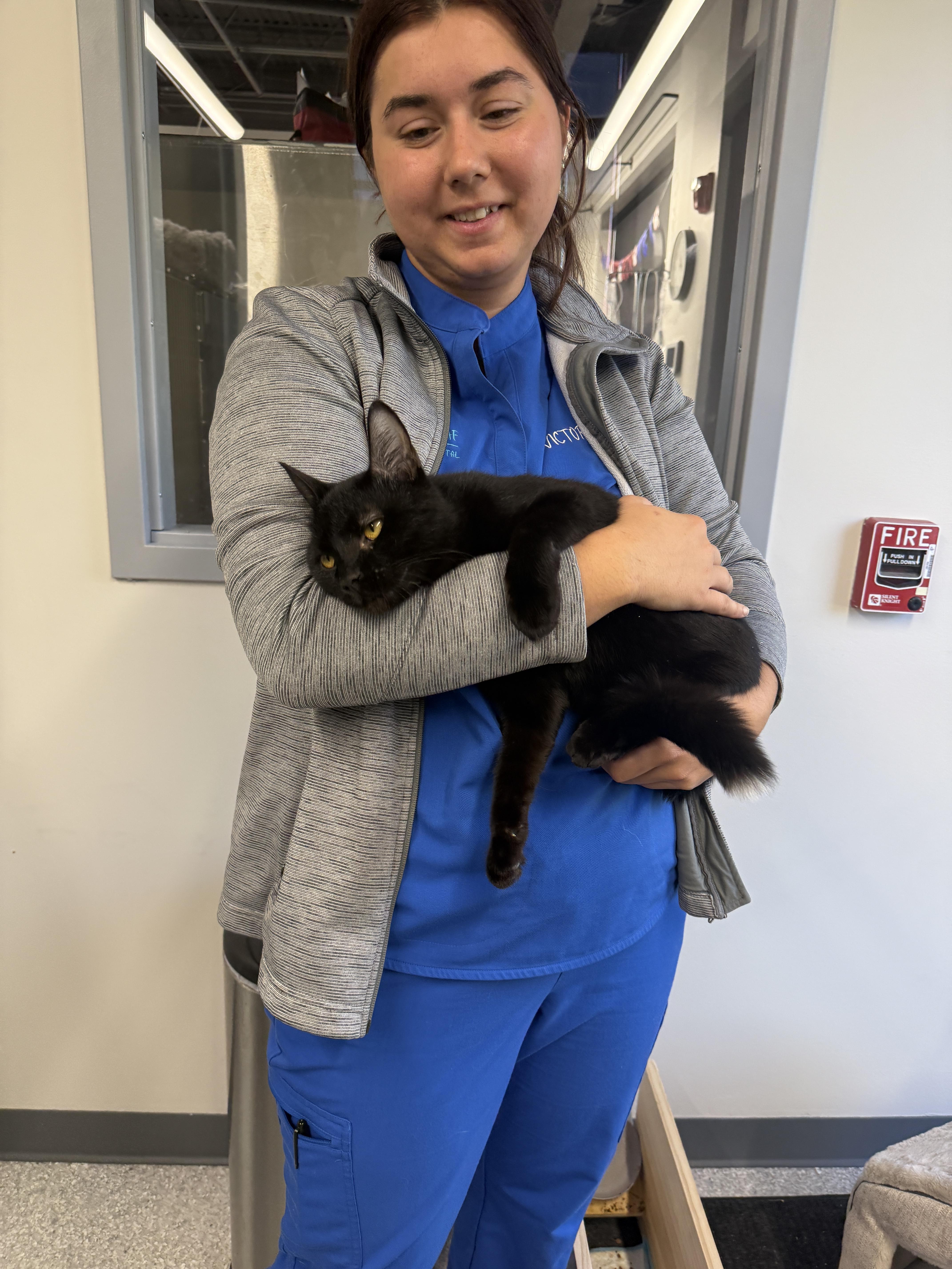 Q-Tip, a Adoptable Domestic Short Hair in Chicago, IL image 3/4