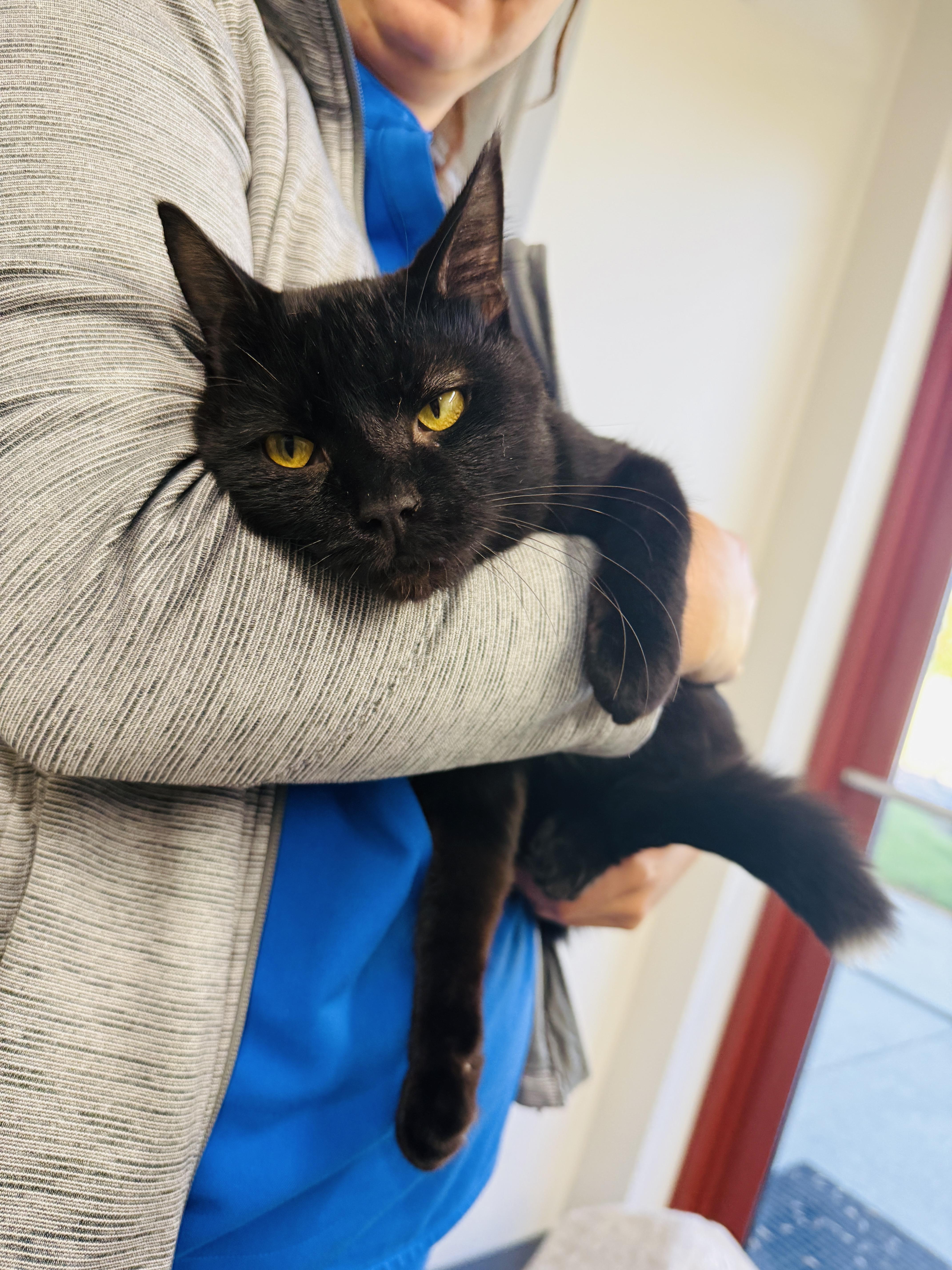 Q-Tip, a Adoptable Domestic Short Hair in Chicago, IL image 4/4