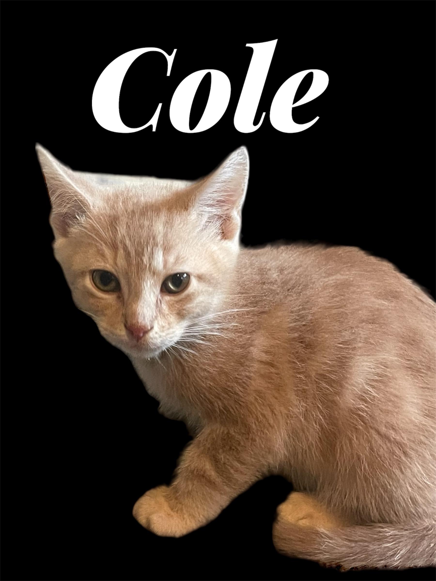 Enlarge Cole, a ADOPTABLE Domestic Short Hair in Auburn, CA image 1/1