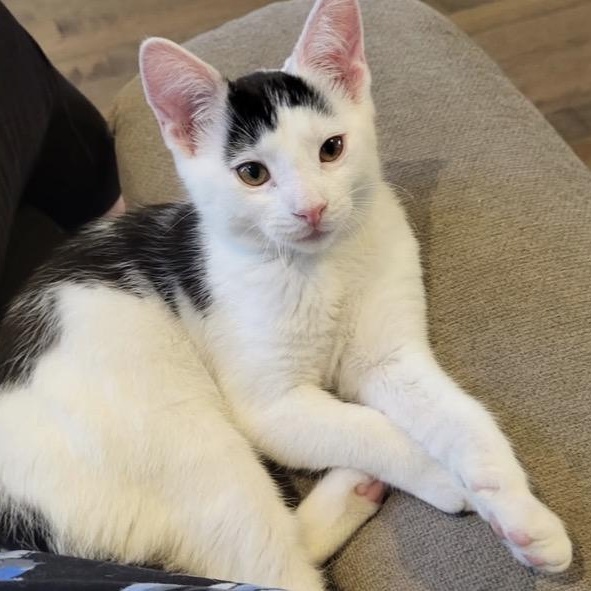 Enlarge Juliette, a ADOPTABLE Domestic Short Hair in Montreal, QC image 2/6