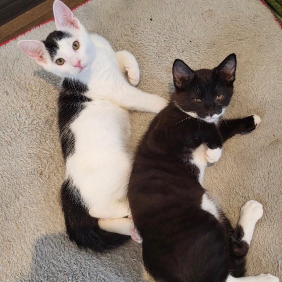 Enlarge Juliette, a ADOPTABLE Domestic Short Hair in Montreal, QC image 6/6