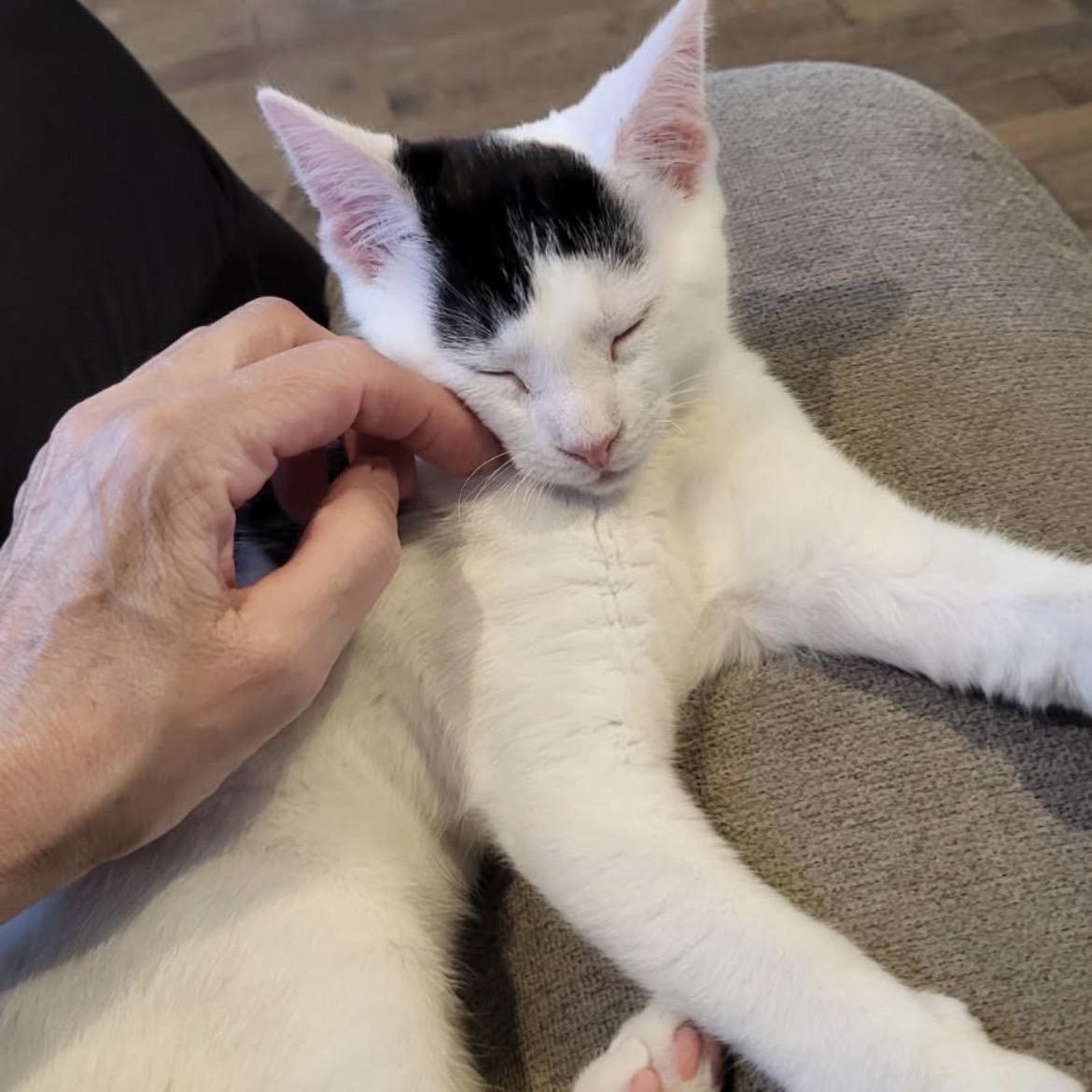 Enlarge Juliette, a ADOPTABLE Domestic Short Hair in Montreal, QC image 4/6