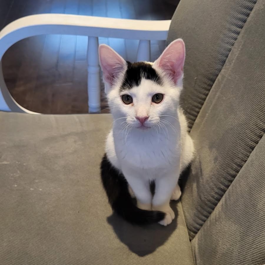 Enlarge Juliette, a ADOPTABLE Domestic Short Hair in Montreal, QC image 3/6