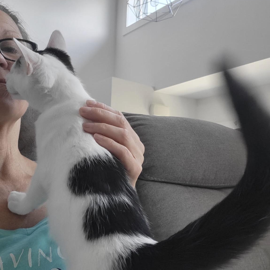 Enlarge Juliette, a ADOPTABLE Domestic Short Hair in Montreal, QC image 5/6