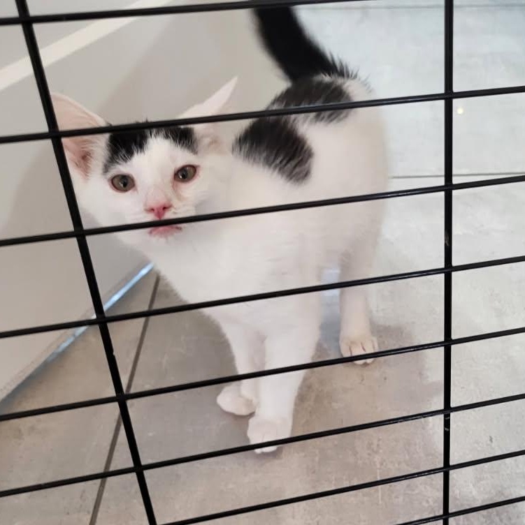 Juliette, a ADOPTABLE Domestic Short Hair in Montreal, QC image 2/3