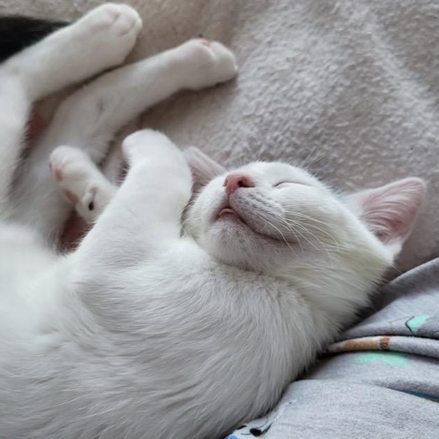 Enlarge Juliette, a ADOPTABLE Domestic Short Hair in Montreal, QC image 1/6