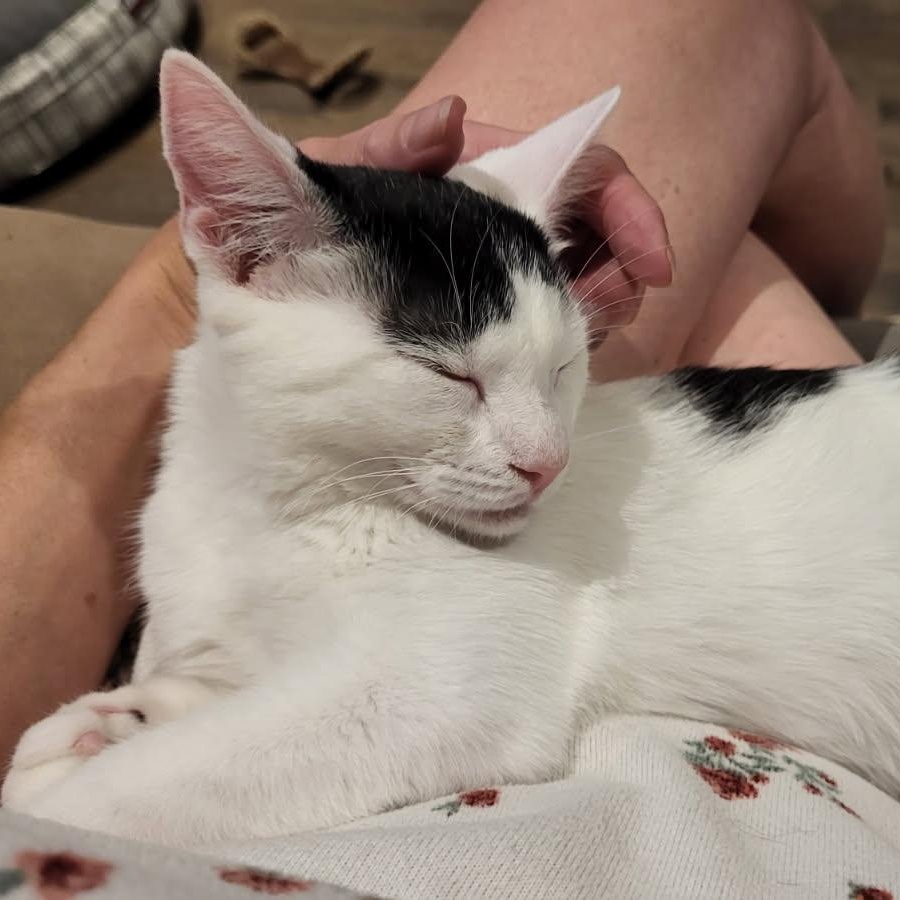 Juliette, ADOPTABLE, Kitten Female Domestic Short Hair.