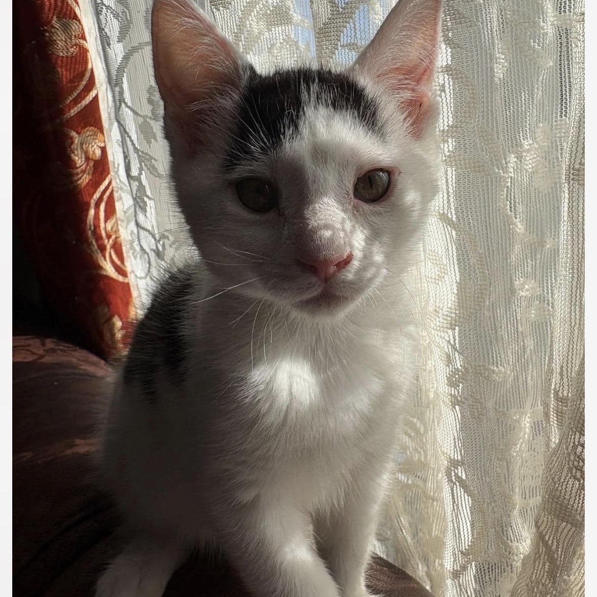 Juliette, a ADOPTABLE Domestic Short Hair in Montreal, QC image 1/3