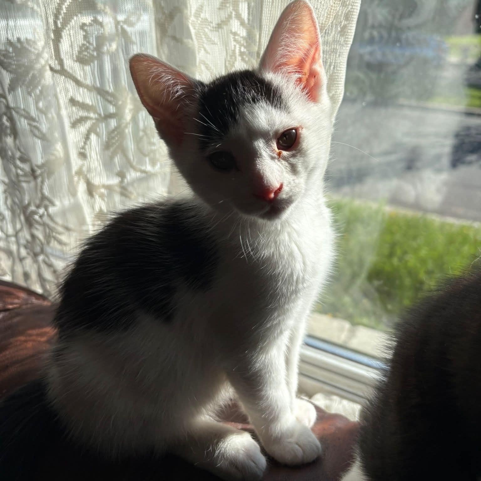 Juliette, a ADOPTABLE Domestic Short Hair in Montreal, QC image 3/3