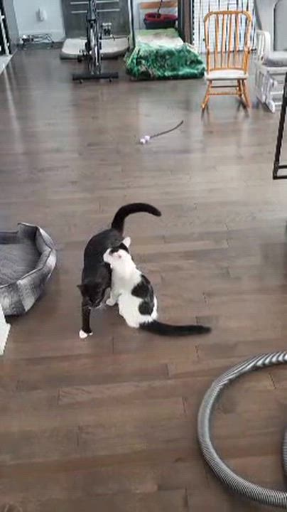 Enlarge Juliette, a ADOPTABLE Domestic Short Hair in Montreal, QC video 6/6