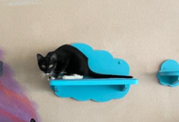 Enlarge CHINOOK , a ADOPTABLE Domestic Short Hair in Pena Blanca, NM image 1/1