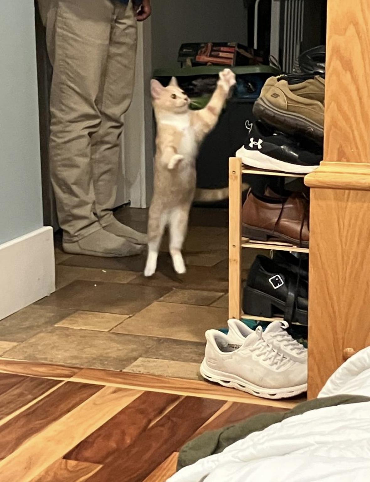 Enlarge Victini, a Adoptable Domestic Short Hair in Beltsville, MD image 3/6