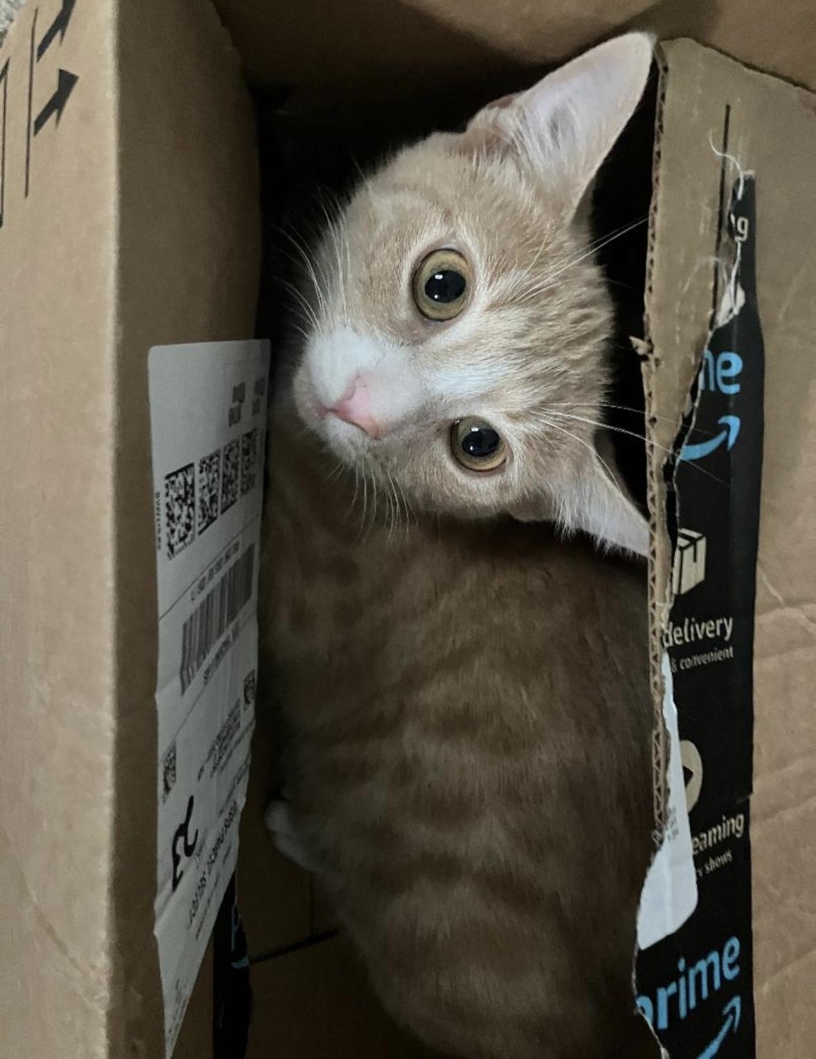 Enlarge Victini, a Adoptable Domestic Short Hair in Beltsville, MD image 4/6