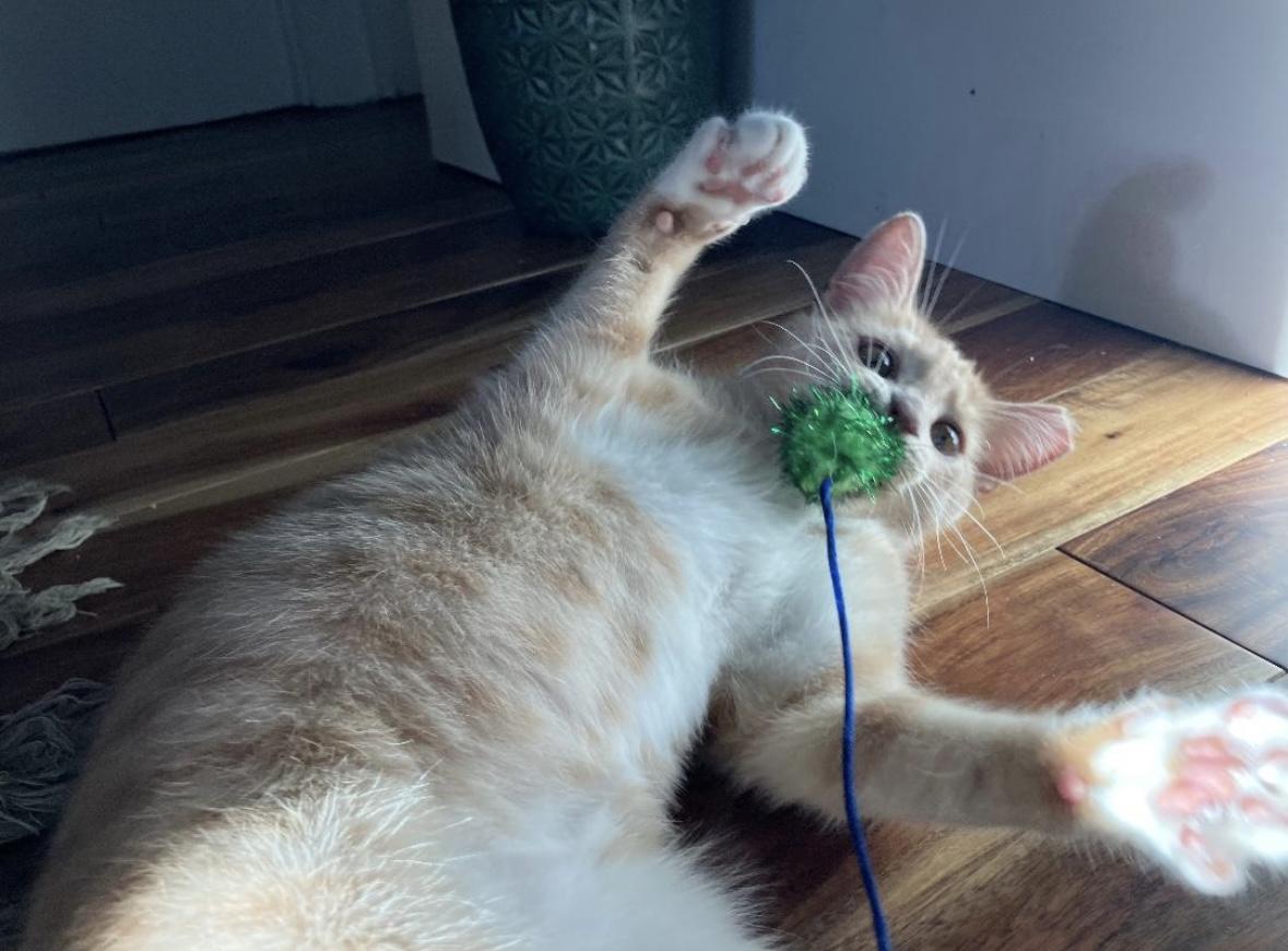 Enlarge Victini, a Adoptable Domestic Short Hair in Beltsville, MD image 1/6