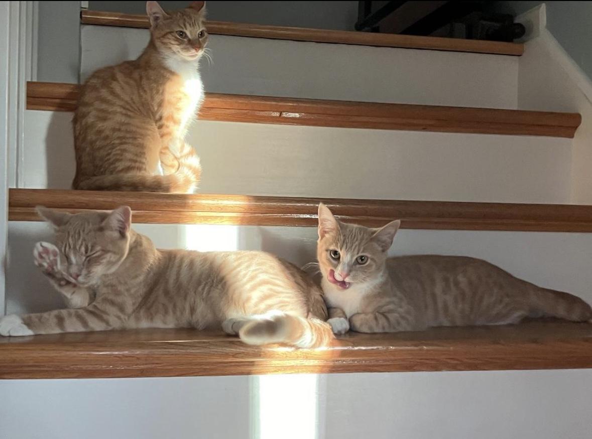 Enlarge Victini, a Adoptable Domestic Short Hair in Beltsville, MD image 5/6