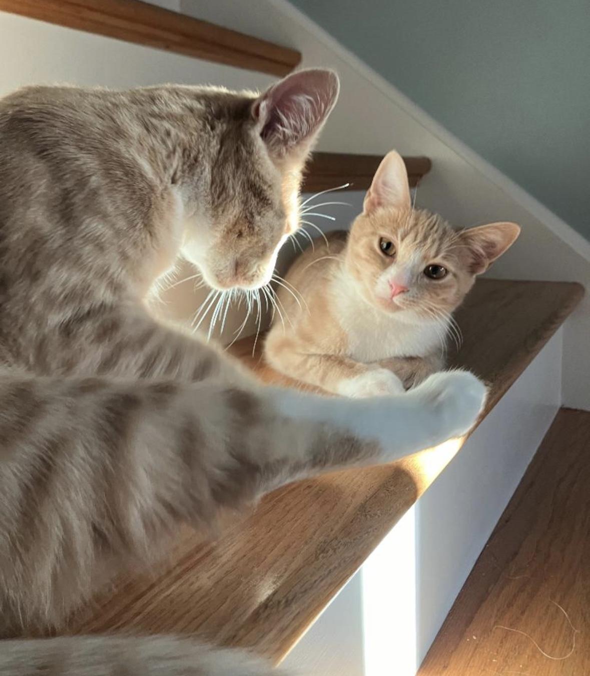 Enlarge Victini, a Adoptable Domestic Short Hair in Beltsville, MD image 6/6