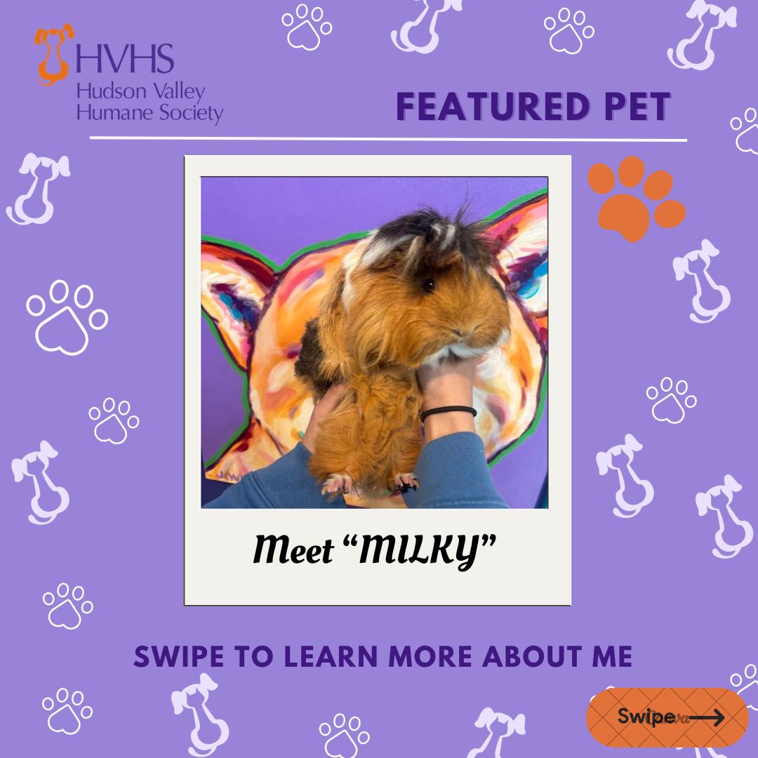 Enlarge MILKY, a Adoptable mixed breed in Pomona, NY image 1/2