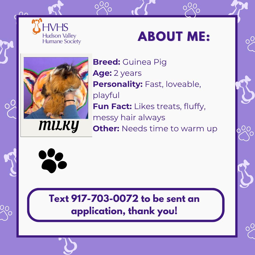 Enlarge MILKY, a Adoptable mixed breed in Pomona, NY image 2/2