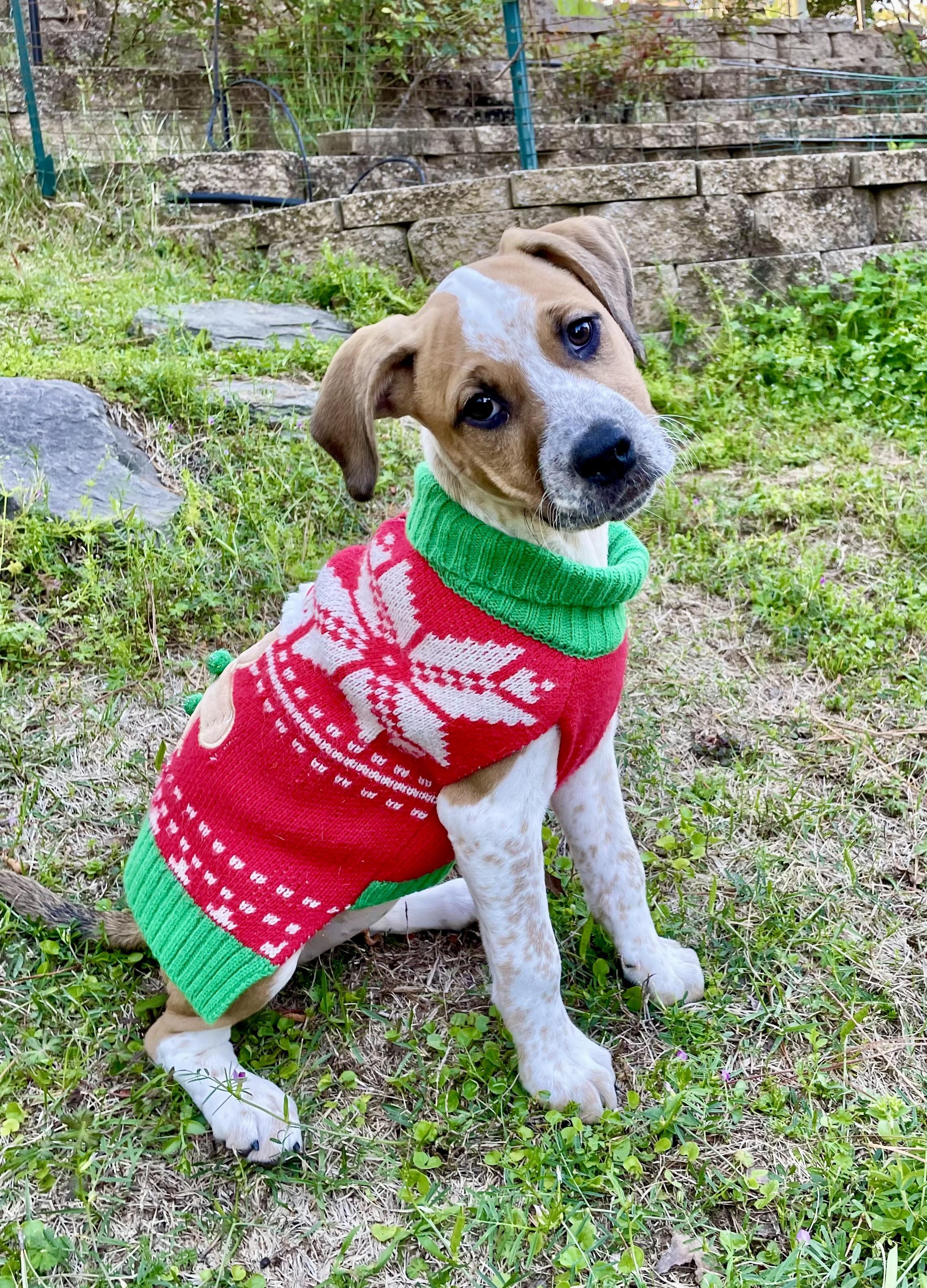 Enlarge Speckles, a ADOPTABLE mixed breed in Alabaster, AL image 1/5