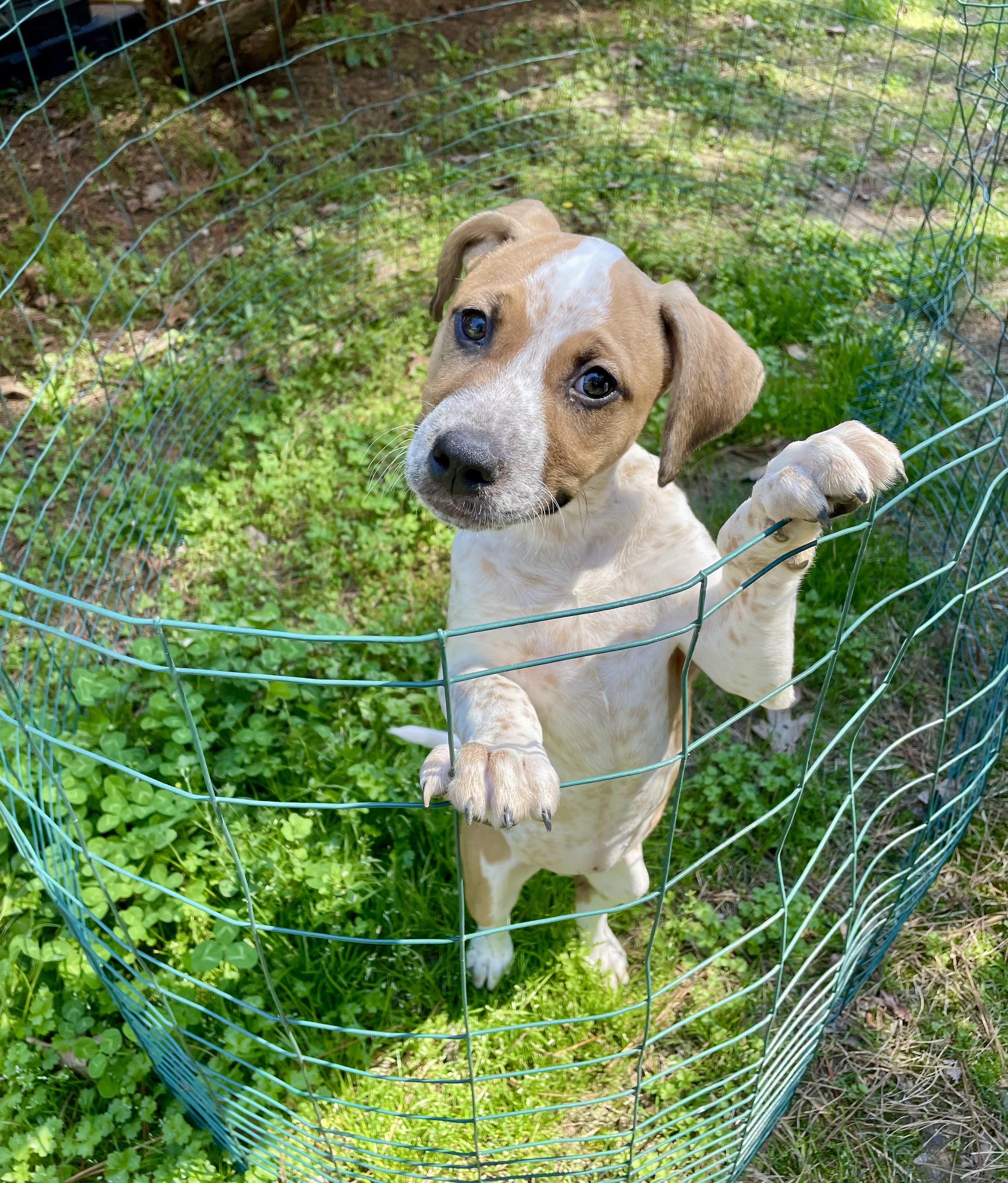 Enlarge Speckles, a ADOPTABLE mixed breed in Alabaster, AL image 5/5