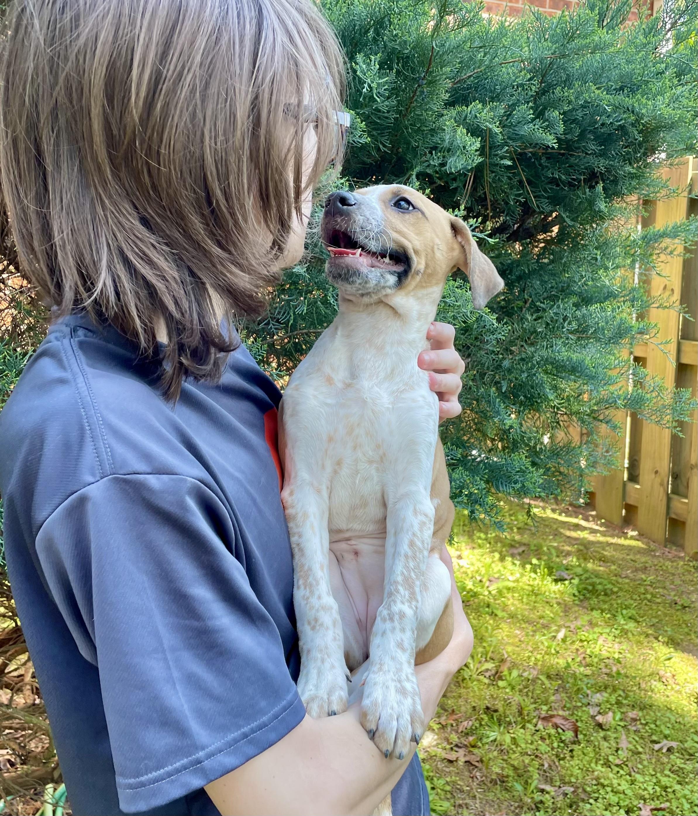 Enlarge Speckles, a ADOPTABLE mixed breed in Alabaster, AL image 4/5