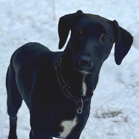 Enlarge Thyra $399 -In Foster, a Adoptable mixed breed in Springfield, MA image 1/2