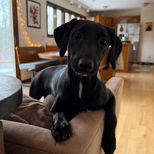 Enlarge Thyra $399 -In Foster, a Adoptable mixed breed in Springfield, MA image 2/2