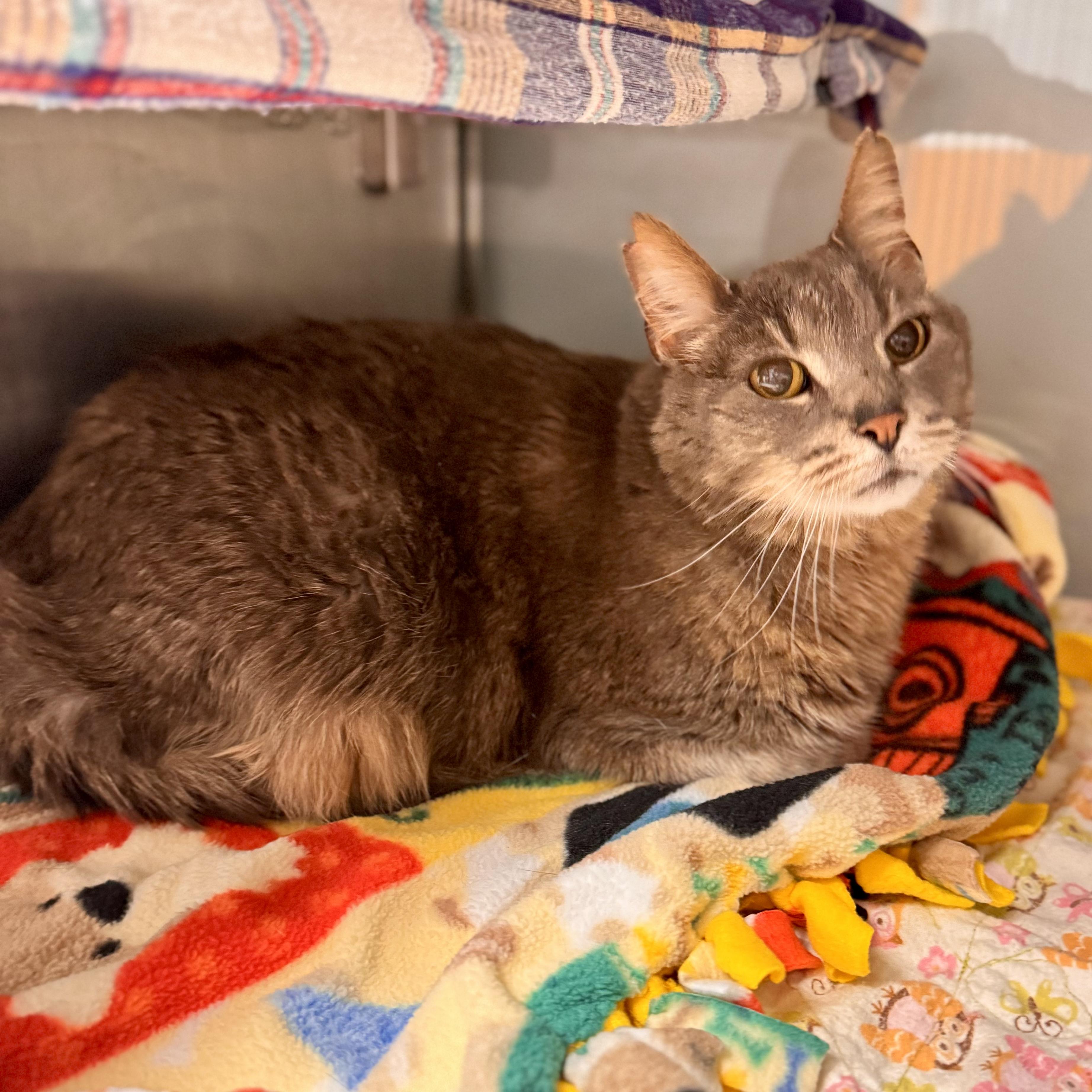 Enlarge Ashes, a ADOPTABLE Domestic Short Hair in Midland, MI image 4/5