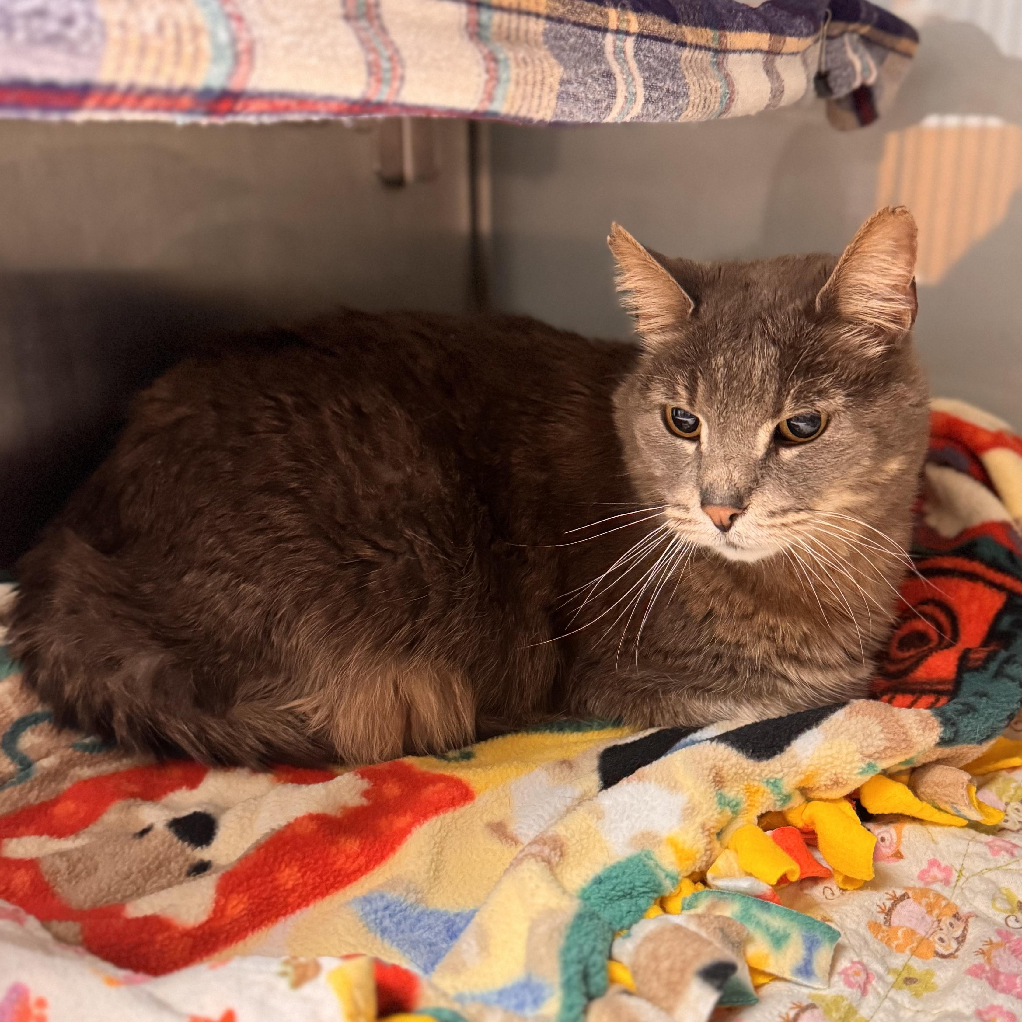 Enlarge Ashes, a ADOPTABLE Domestic Short Hair in Midland, MI image 3/5
