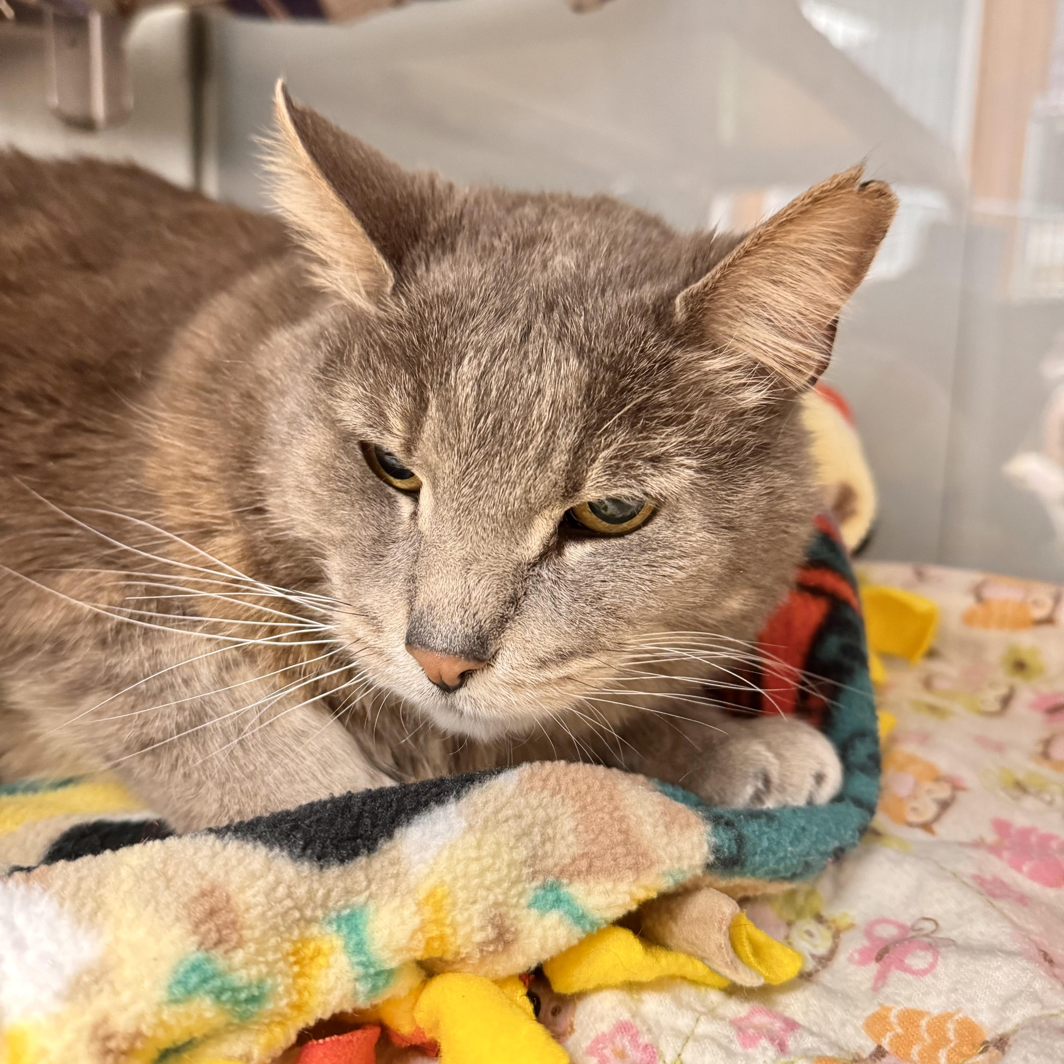 Enlarge Ashes, a ADOPTABLE Domestic Short Hair in Midland, MI image 2/5