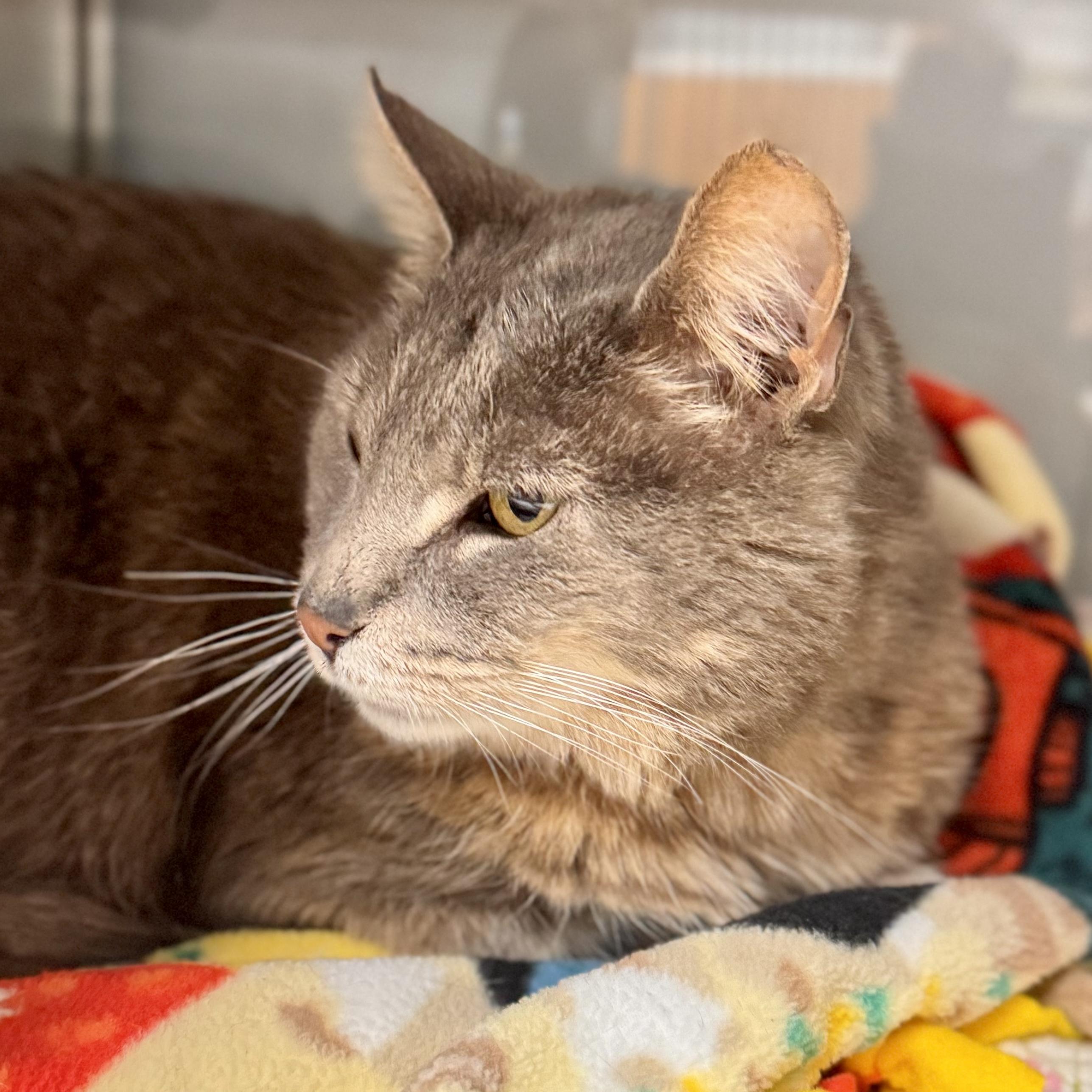 Enlarge Ashes, a ADOPTABLE Domestic Short Hair in Midland, MI image 1/5