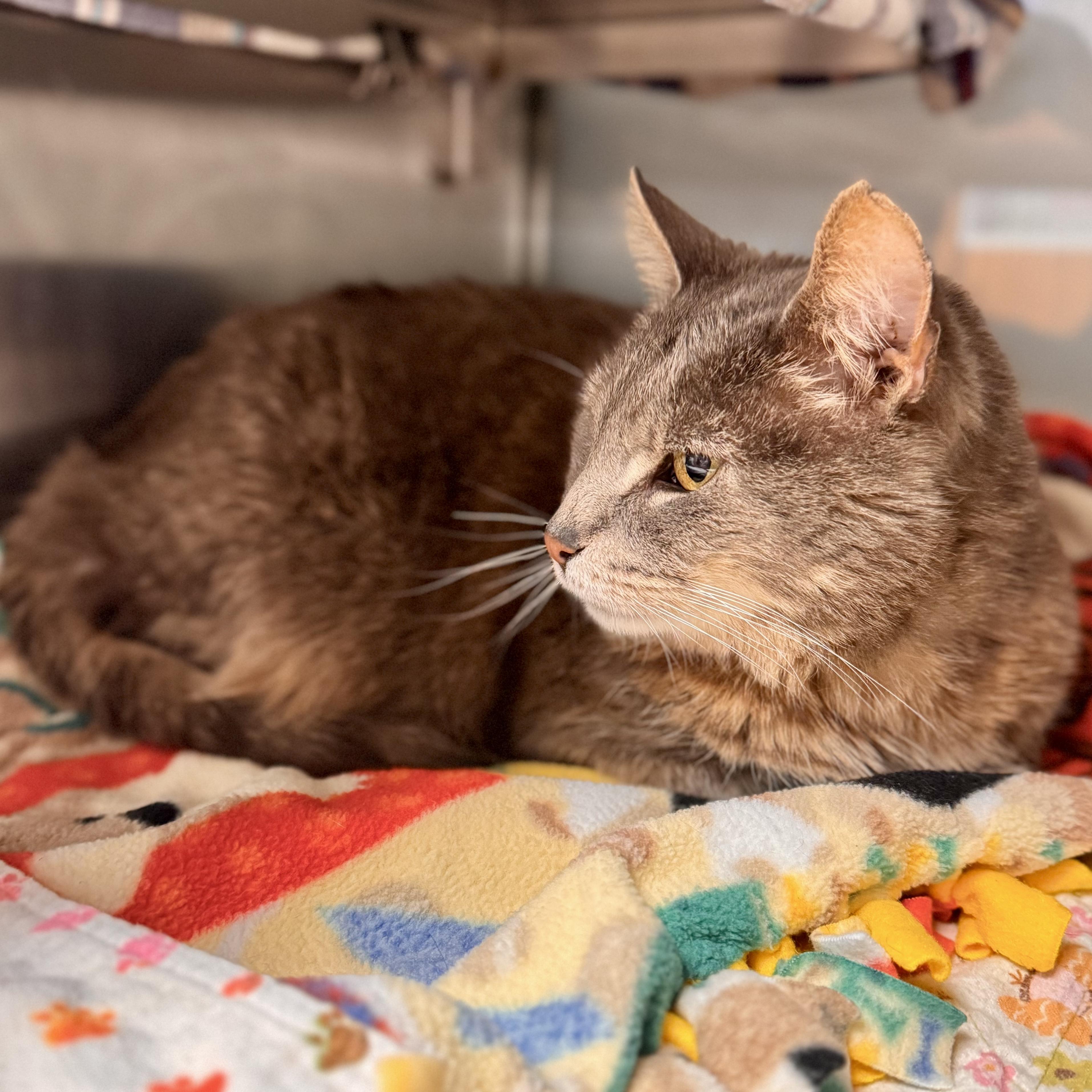 Enlarge Ashes, a ADOPTABLE Domestic Short Hair in Midland, MI image 5/5