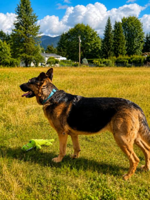 Kira, Adoptable, Adult Female German Shepherd Dog.