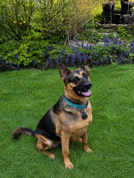 Kira, a Adoptable mixed breed in Seattle, WA image 1/6