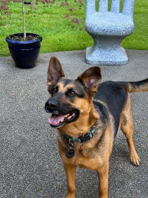 Kira, a Adoptable mixed breed in Seattle, WA image 2/6