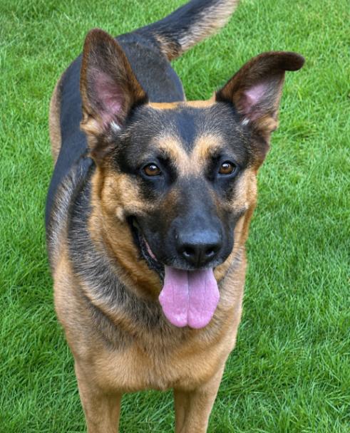 Kira, a Adoptable mixed breed in Seattle, WA image 3/6