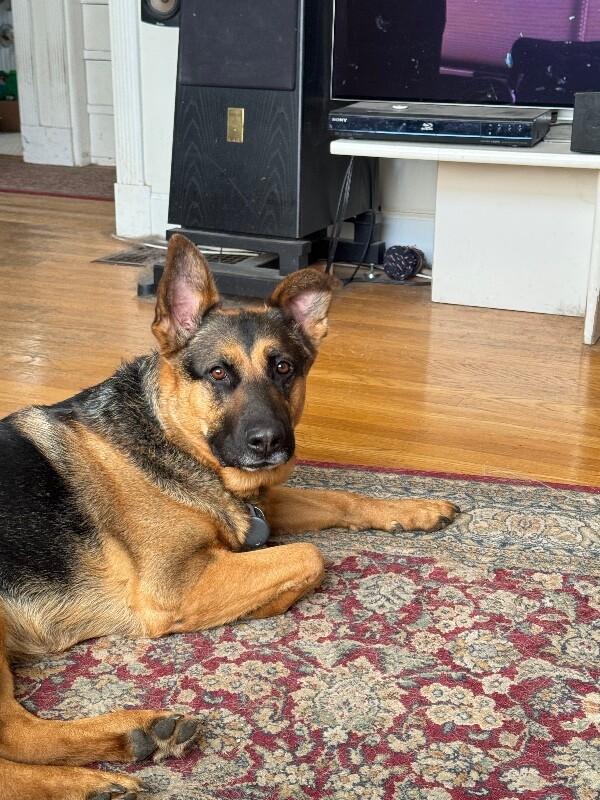 Enlarge Kari, a Adoptable mixed breed in Seattle, WA image 2/6