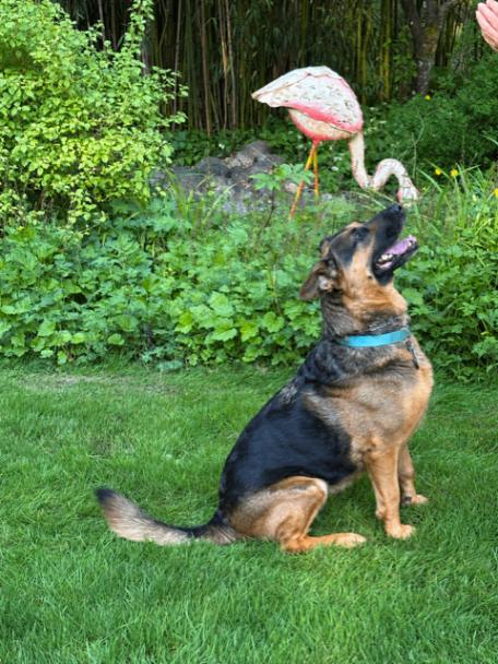 Kira, a Adoptable mixed breed in Seattle, WA image 5/6