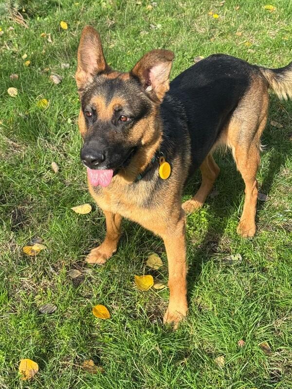 Kari, a Adoptable German Shepherd Dog in Seattle, WA image 2/3