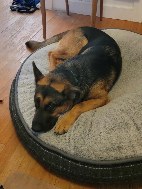 Kari, a Adoptable German Shepherd Dog in Seattle, WA image 3/3