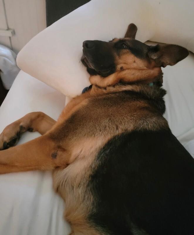 Enlarge Kari, a Adoptable German Shepherd Dog in Seattle, WA image 4/4