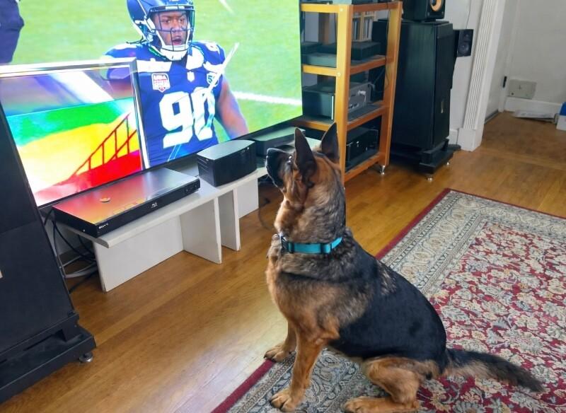 Kari, a Adoptable mixed breed in Seattle, WA image 6/6