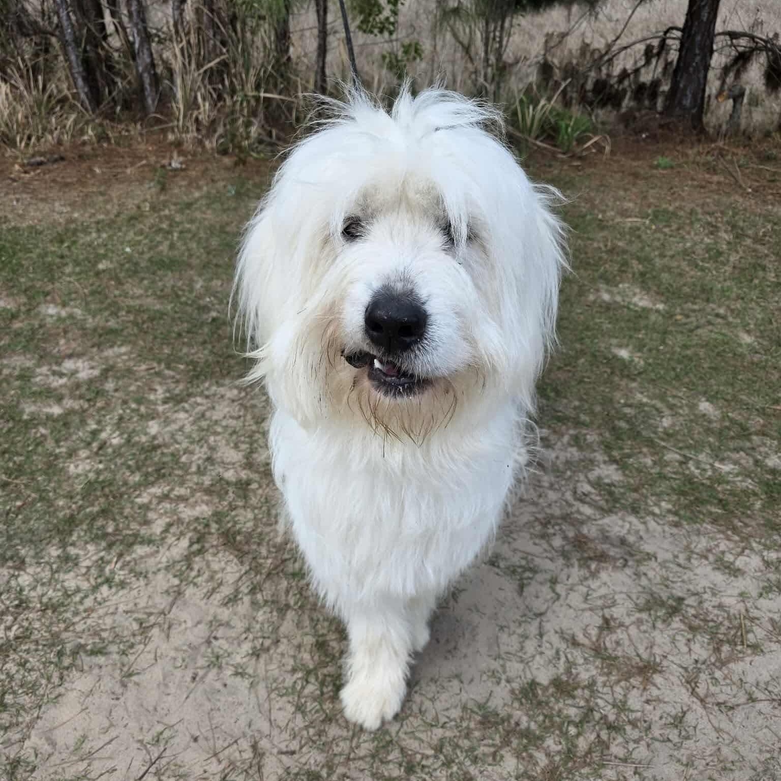 Maverick, a Adoptable mixed breed in Southfield , MI image 3/6
