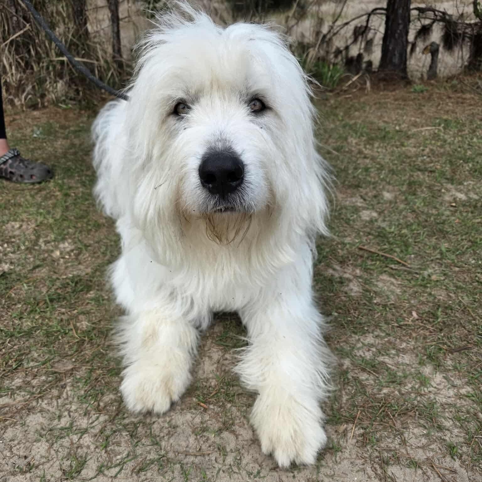 Maverick, a Adoptable mixed breed in Southfield , MI image 4/6