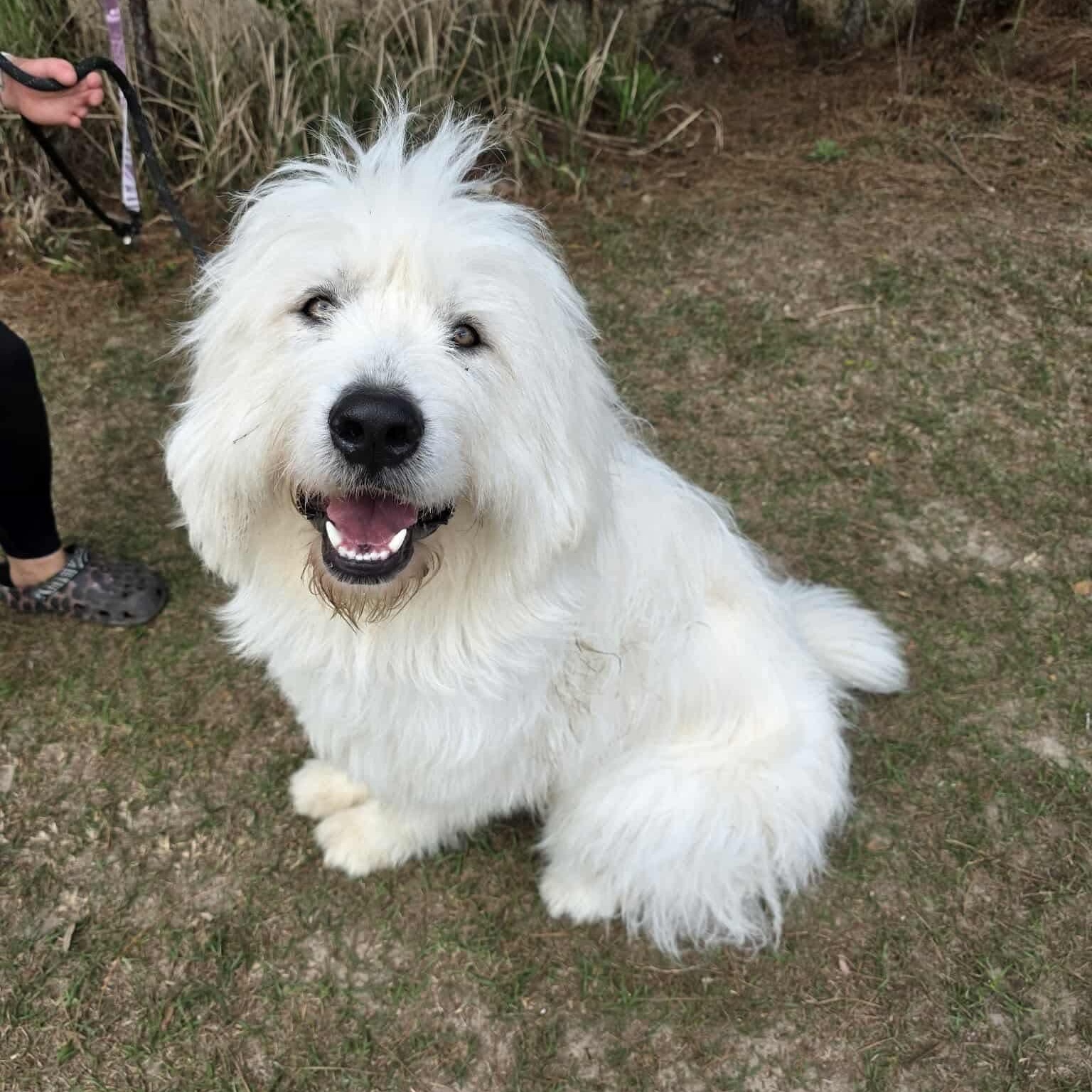 Maverick, Adoptable, Young Male Great Pyrenees & Poodle.