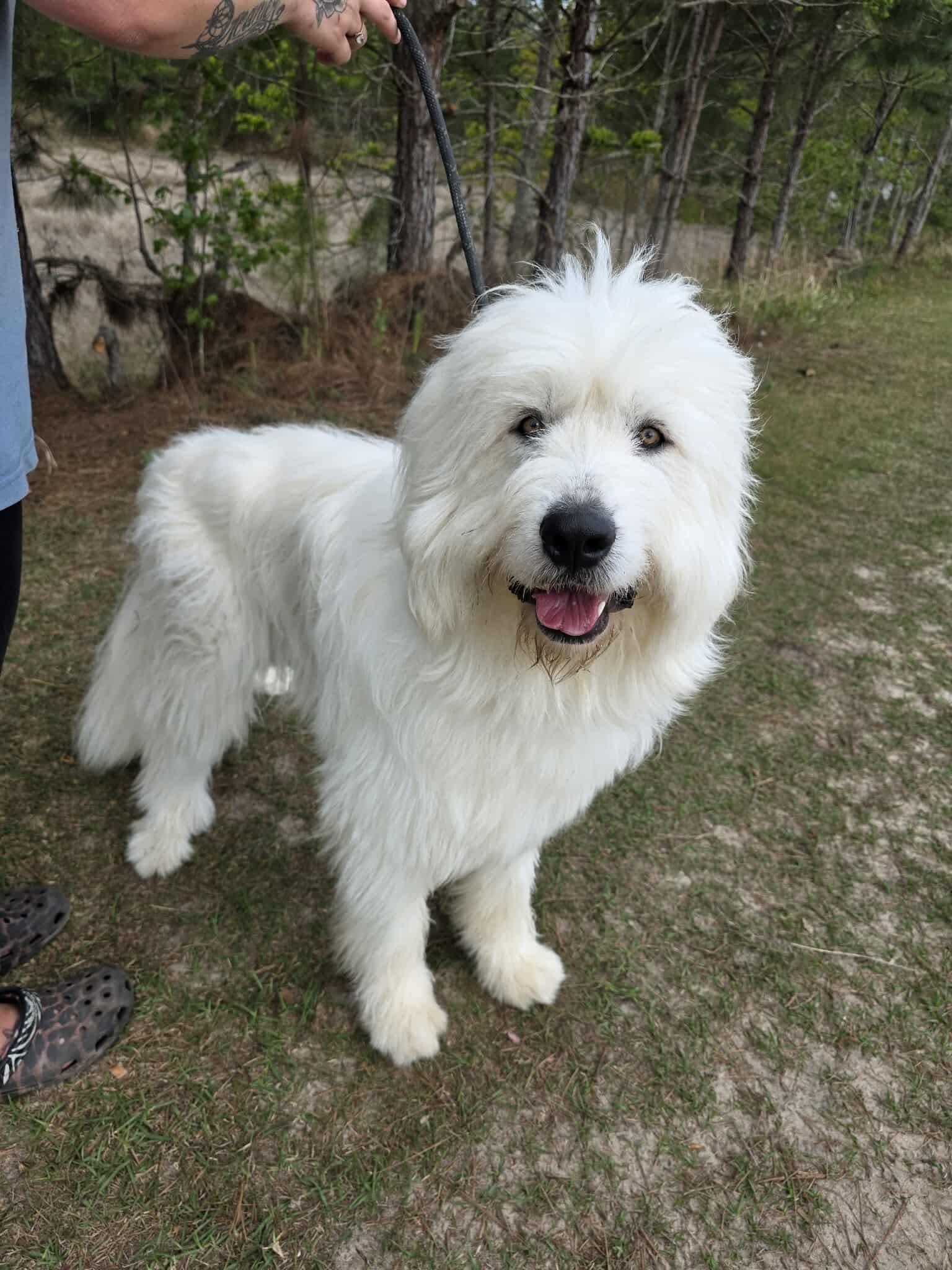 Maverick, a Adoptable mixed breed in Southfield , MI image 5/6