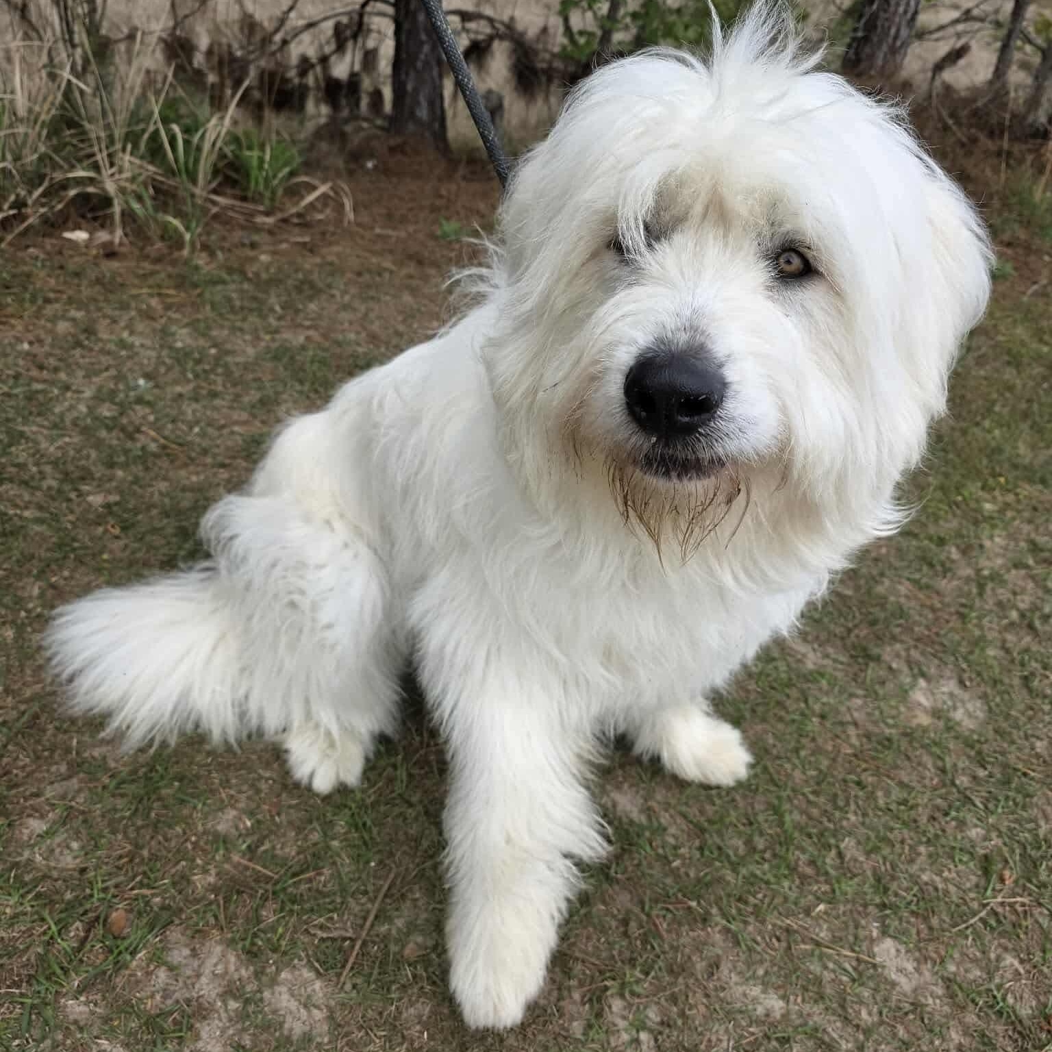 Maverick, a Adoptable mixed breed in Southfield , MI image 6/6