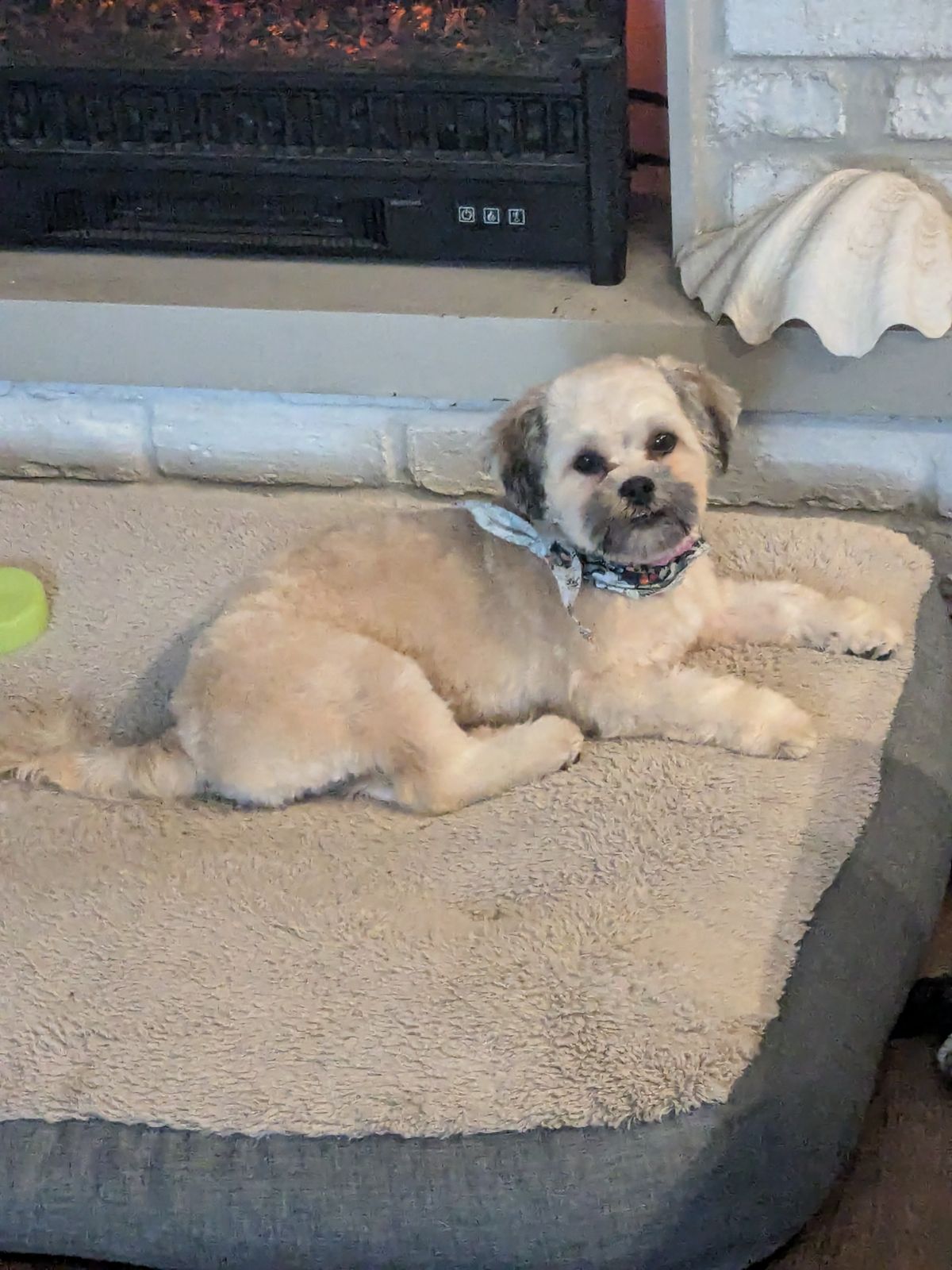 ADORABLE AURORA - YAY I'VE BEEN ADOPTED!!, Adopted, Puppy Female Shih Tzu.