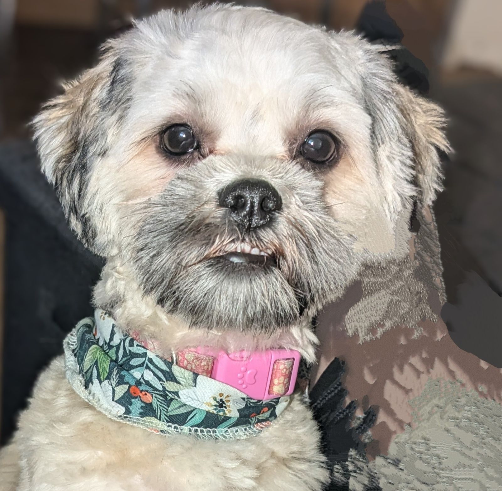 Enlarge ADORABLE AURORA - YAY I'VE BEEN ADOPTED!!, a Adopted mixed breed in Stoney Creek, ON image 2/5